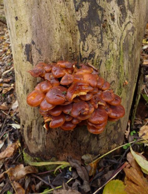 Darkened mature fruiting bodies on elm at Wrest Park, Bedfordshire 
